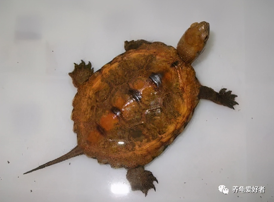 怎么养龟才是正确的方式,养龟怎么才能养得好