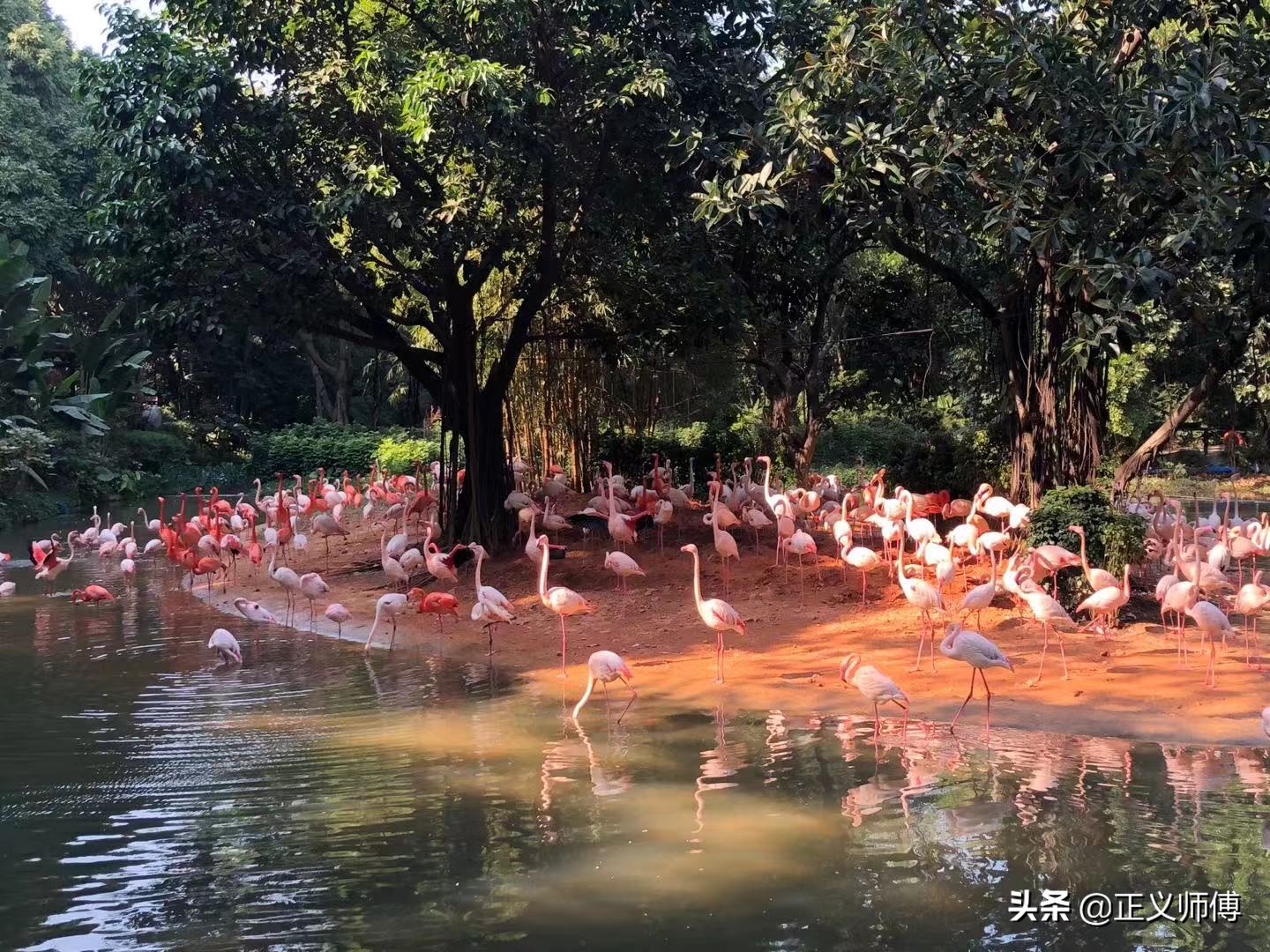长隆动物园的动物,广州的长隆野生动物园有哪些动物