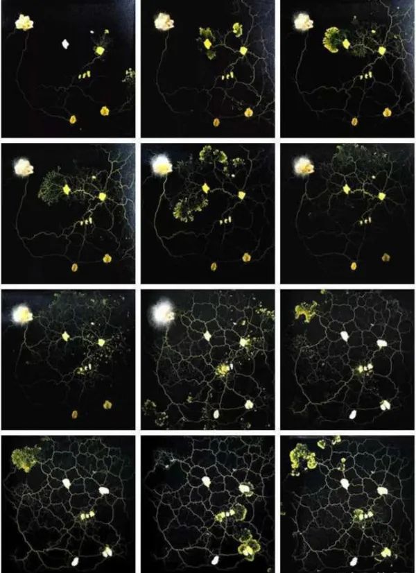 她让20万人爱上一种菌：像西米露，又似咸蛋黄，网友直呼太神奇