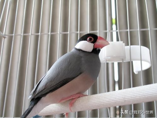 国内允许饲养的鸟一览表,中国合法允许饲养的大型鸟