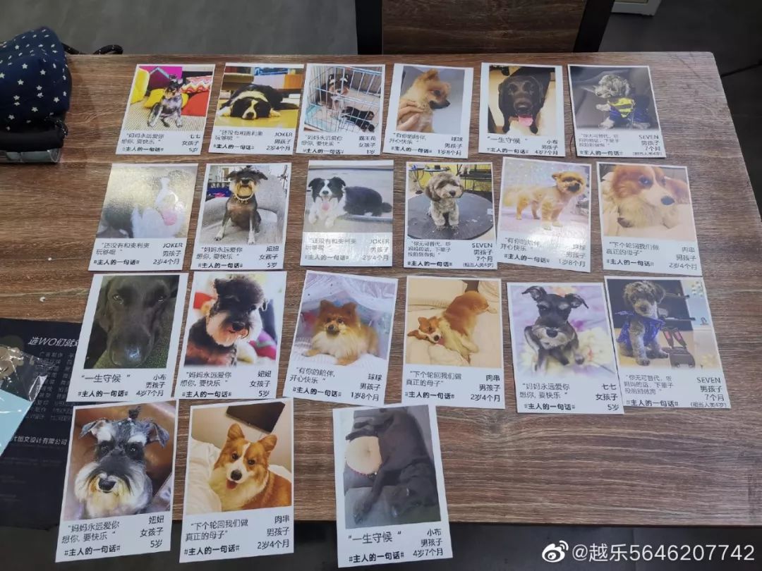 一小区多条狗被毒死怎么办,狗狗误食敌敌畏中毒有什么解法