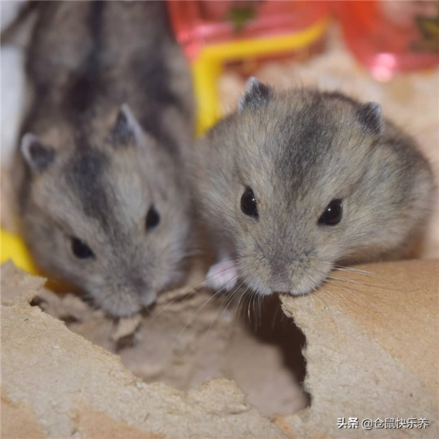 仓鼠里面什么鼠不需要笼养,仓鼠太多如何合笼饲养呢