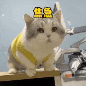 可爱表情包猫猫超开心,猫猫表情包可爱粉粉嫩嫩生气