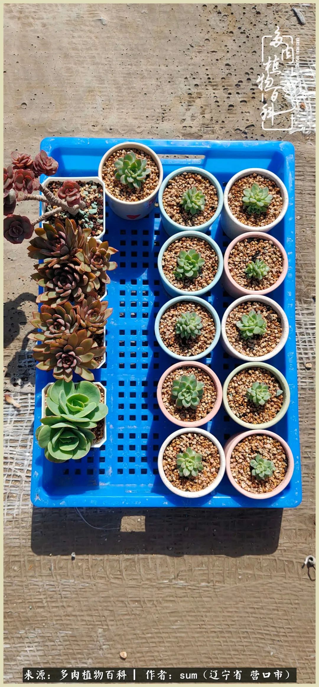 养多肉是一个很治愈的过程,养多肉是一种爱