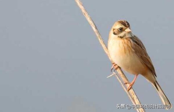 红颈苇鹀,鹀科鸟类有哪几种