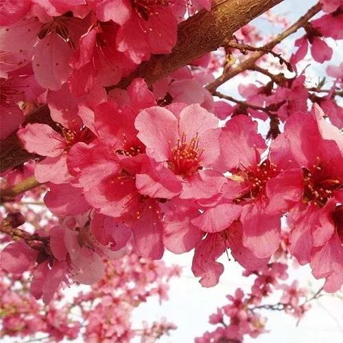 全部金木水火土五行五系植物介绍,五种植物代表五行