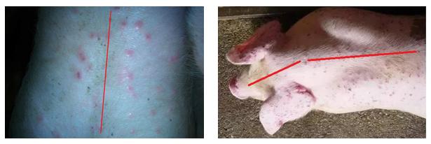 猪身上长了几百个“红疙瘩”,难道是蚊子叮的?