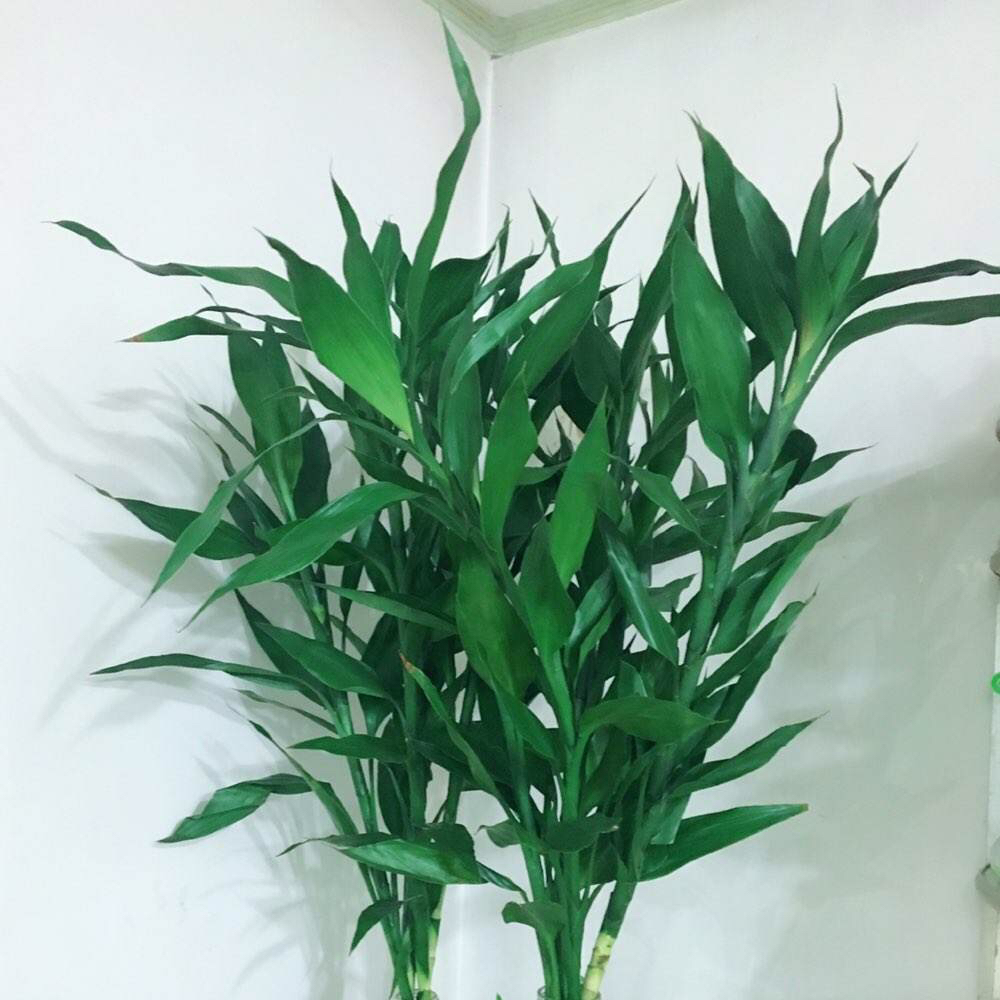 富贵竹长得又细又高怎么修剪,富贵竹长得太细太高怎么剪