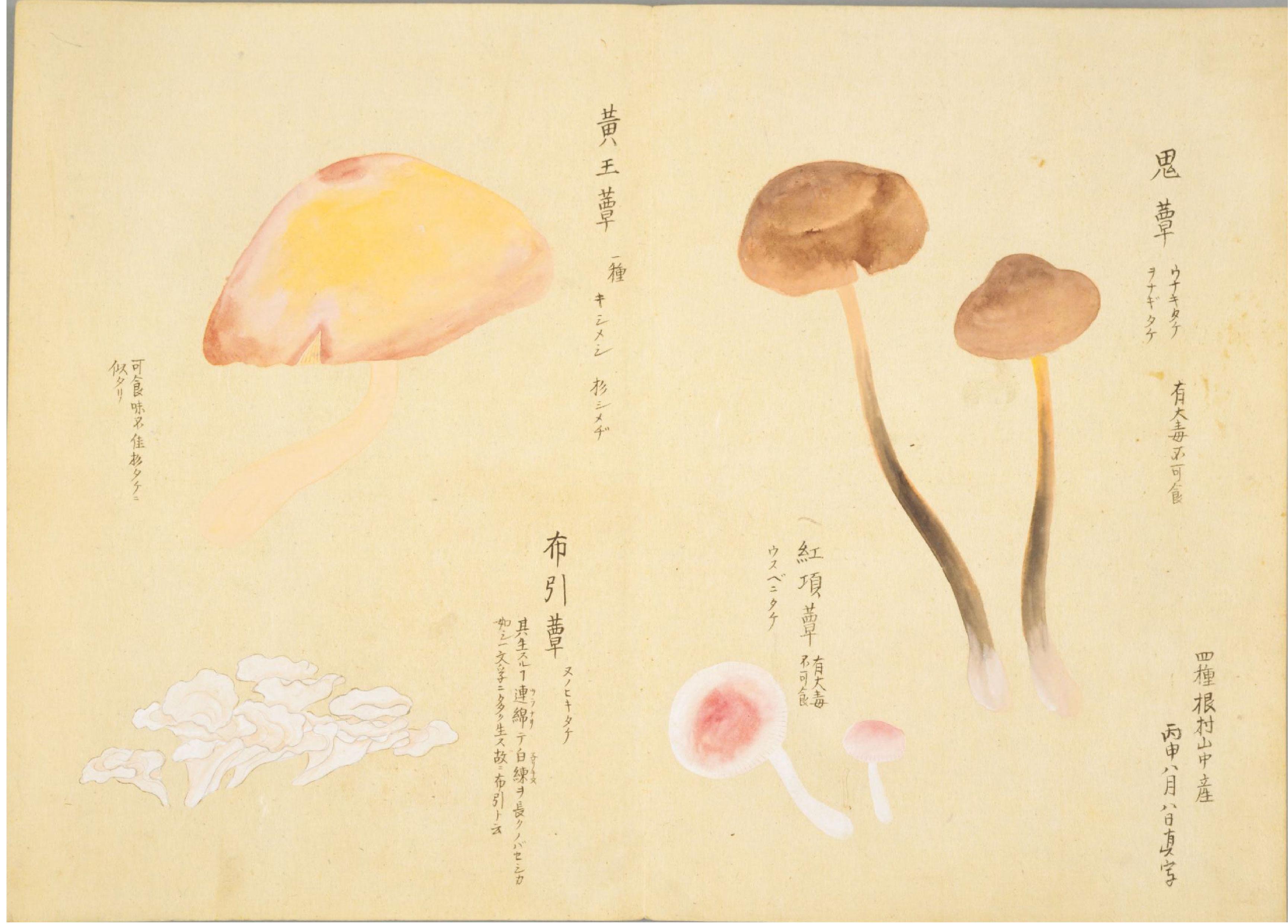 各种多彩菌图片大全,意式野菌图片大全