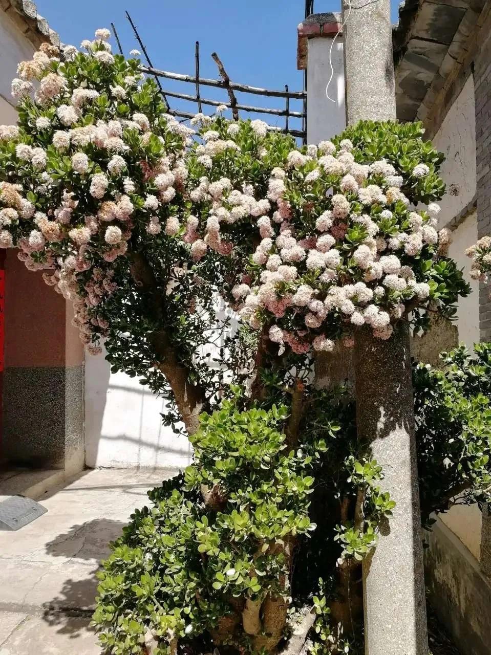 扦插花的养殖方法和技巧,养花扦插有妙招多肉