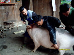 农村杀猪的人为什么不长寿,这下我算是明白啦