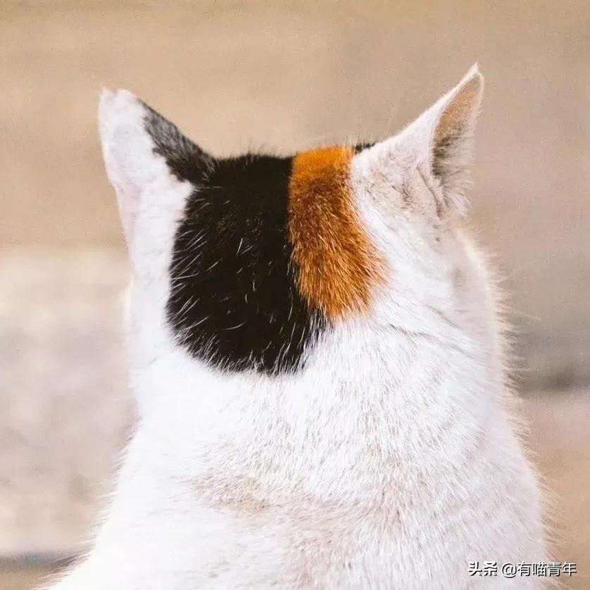 漂亮的三花猫欣赏,最迷人的三花猫