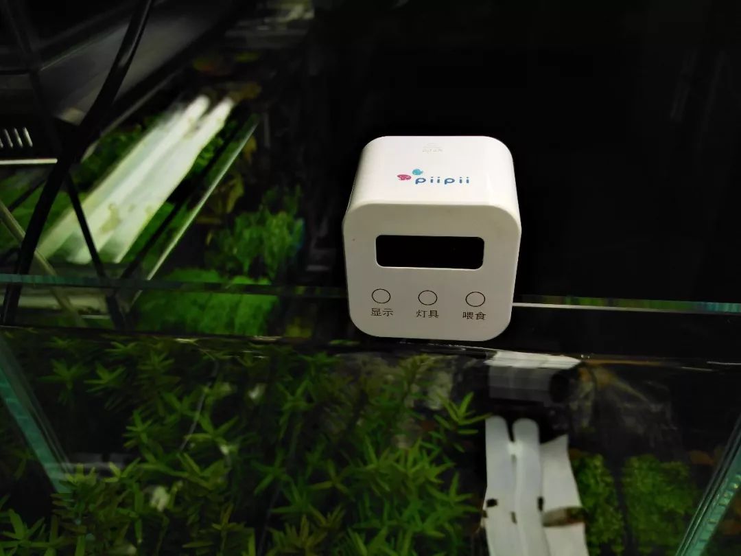 独家，CIPS公布七十款水族新产品，引行业注目