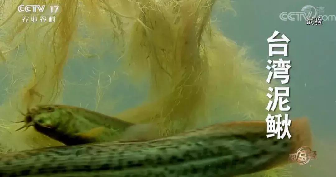 藕塘里养泥鳅赚了钱,养泥鳅10万元赚40万