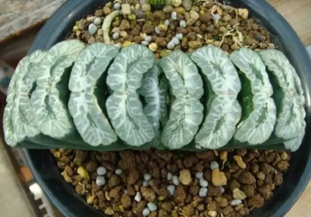 水晶的多肉植物有哪些品种,像水晶的多肉植物图片