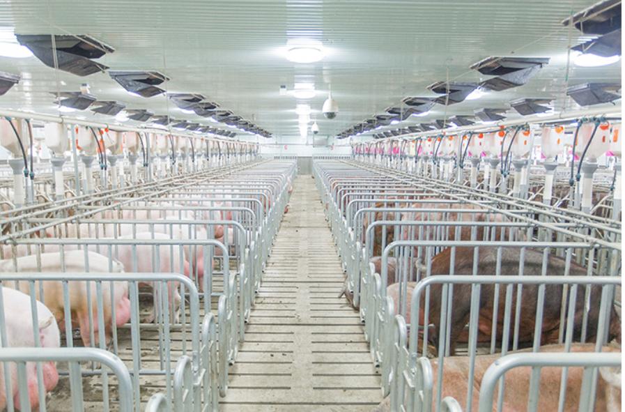 宠物吃生骨肉没有寄生虫么,宠物寄生虫对身体有害吗