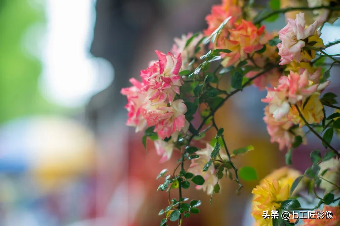 七工匠75mmf1.25夜神人像镜头,七工匠75mmf1.25参数