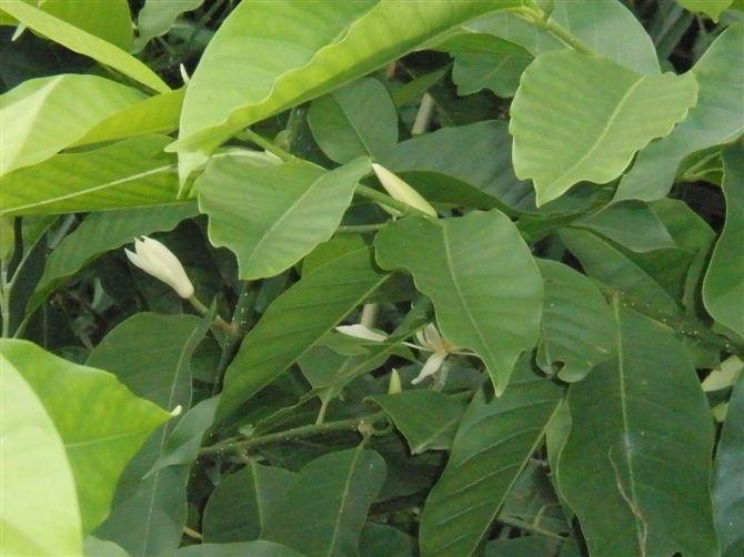 黄角兰怎么养才能多开花,黄角兰栽在家门口的旁边好吗