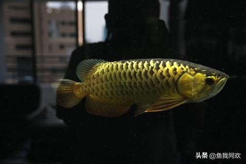 养鱼老道龙鱼怎么养,养鱼为啥越养越脏