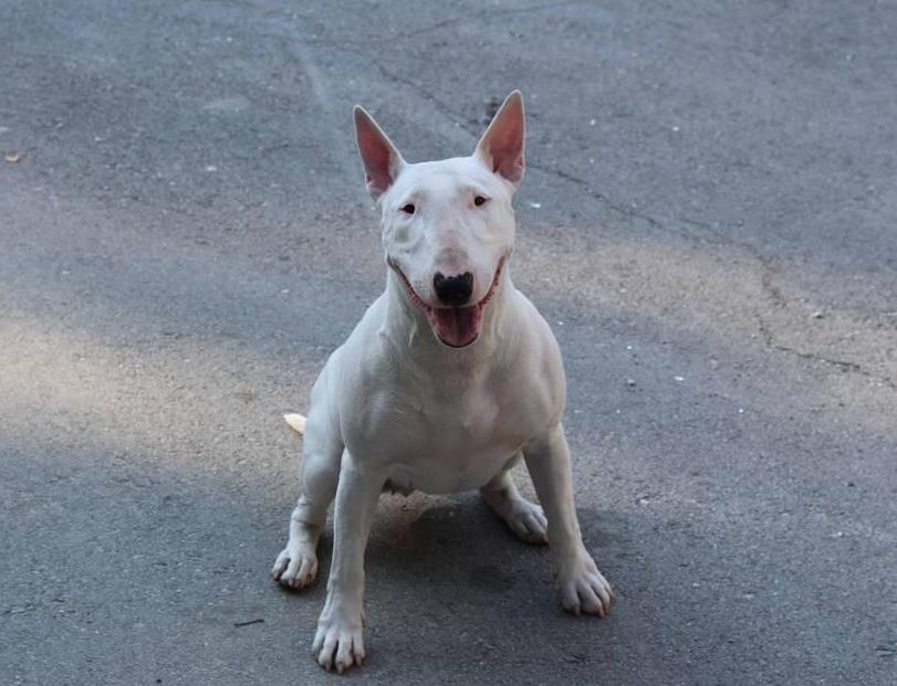 牛头梗好养吗容易病吗,牛头梗好养吗有没有体味