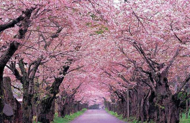 武汉大学2023就业,武汉大学本科毕业生就业情况怎样