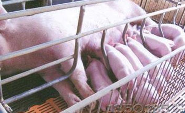 母猪无乳如何喂养仔猪,养猪技术母猪产后无奶怎么办