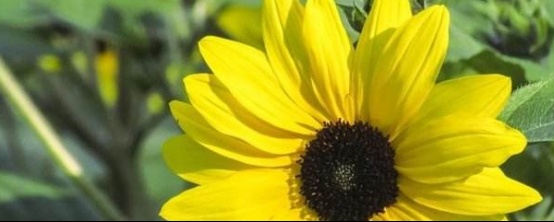 向日葵栽培技术ppt,向日葵种植技术是什么