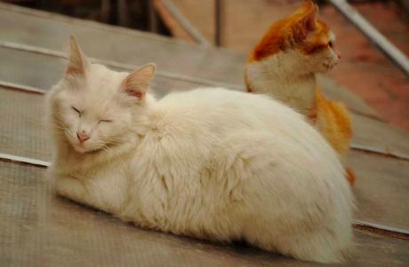 猫咪流泪有眼屎是什么原因导致的,猫咪老是流泪有眼屎什么原因