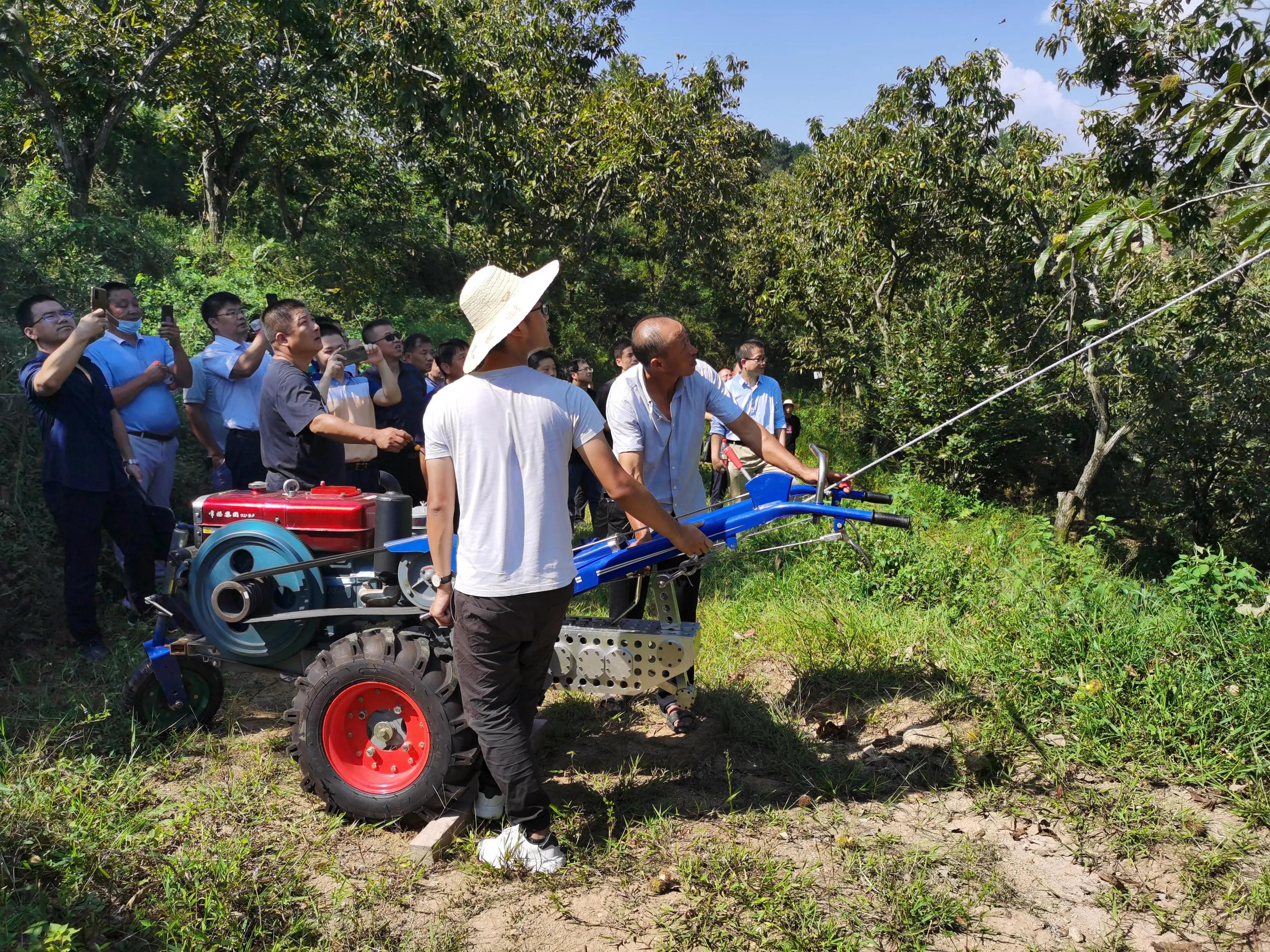 板栗脱粒机使用视频,振动机摇板栗树视频