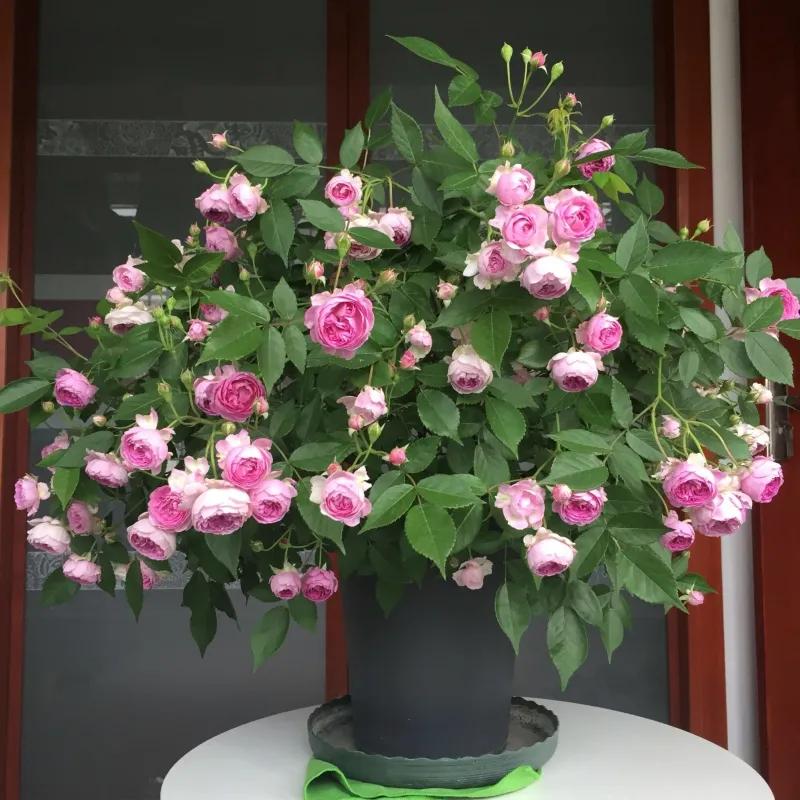 100种月季经典品种,100种经典月季品种