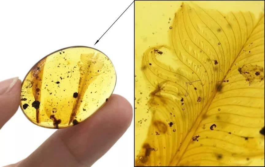 原来恐龙身上也有虱子,恐龙身上有鳞吗