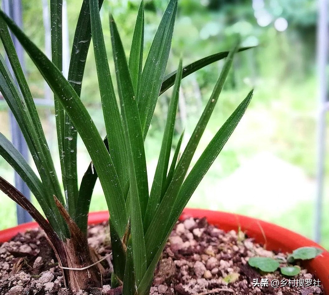 如何防止兰花生根发芽的方法,如何让兰花多发芽