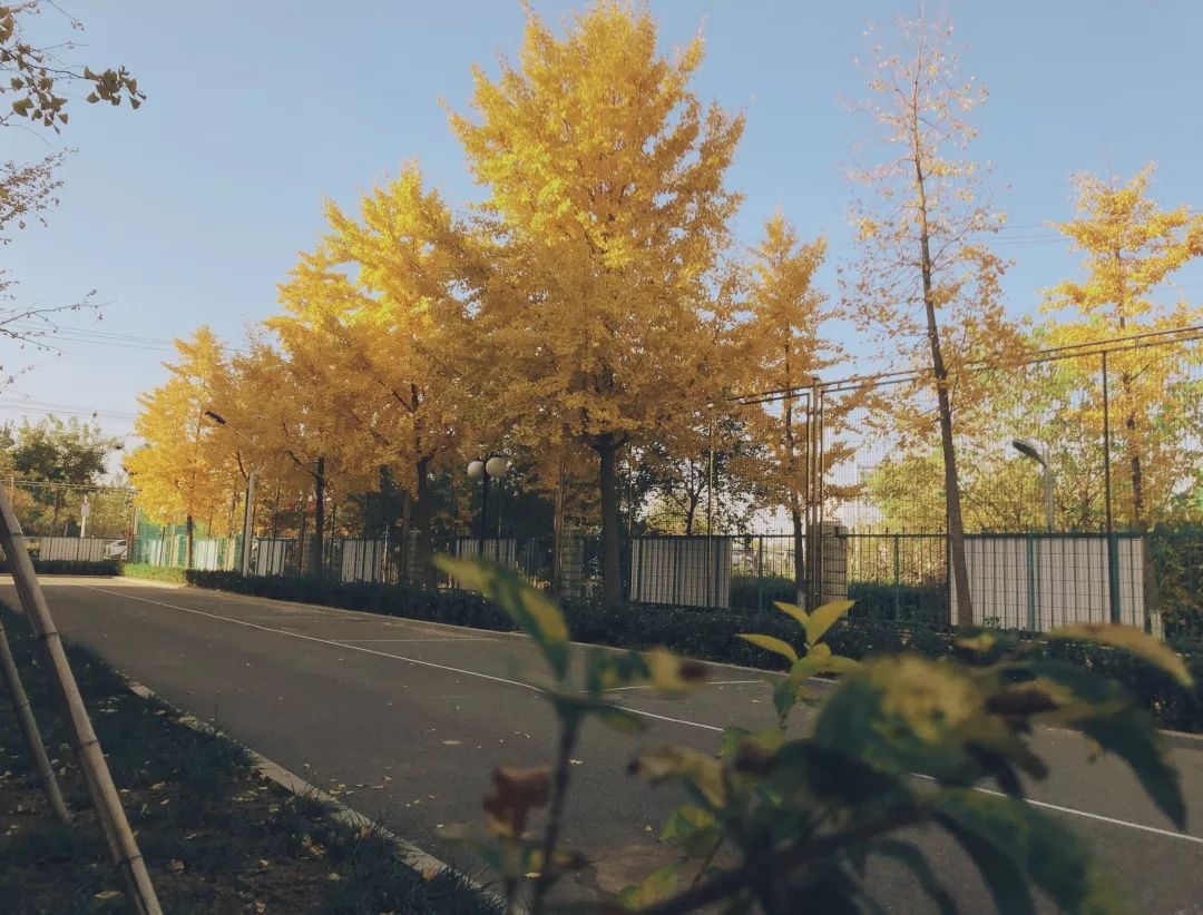 北京所有小学排名一览表,北京30所小学排名一览表