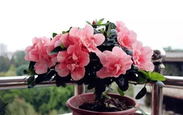 杜鹃怎么养才能爆开花,为什么都说杜鹃很厉害