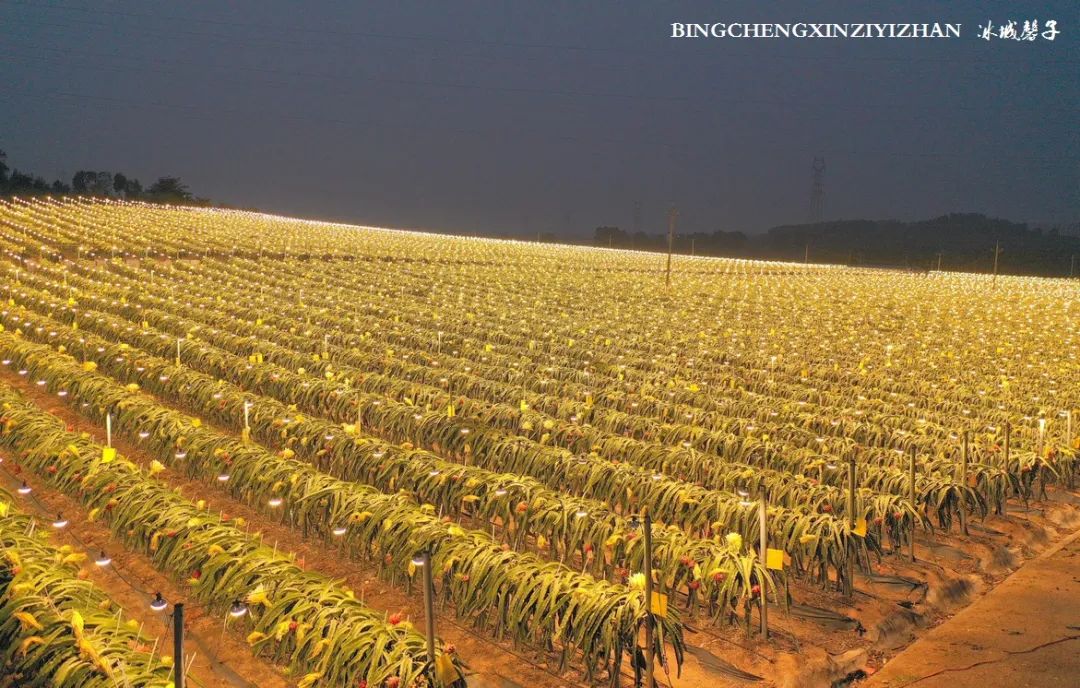 附近的火龙果采摘园海南,海南火龙果采摘