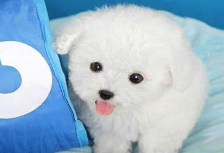 常见的小狗狗品种大全及图片,值得推荐的小狗品种有哪些