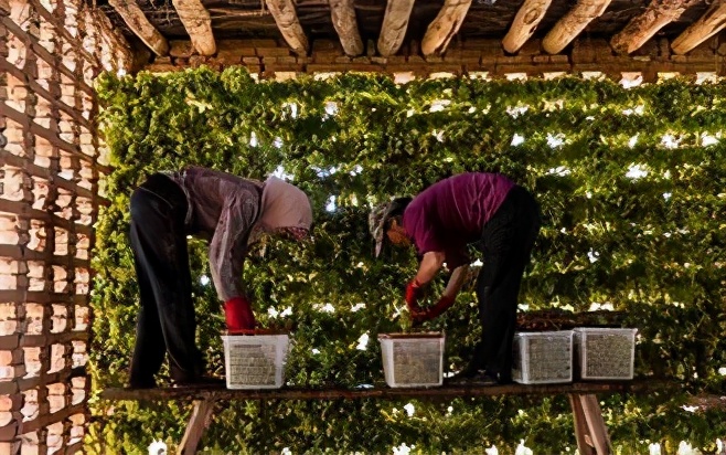 来新疆买葡萄干,去新疆不要问葡萄干多少钱一斤