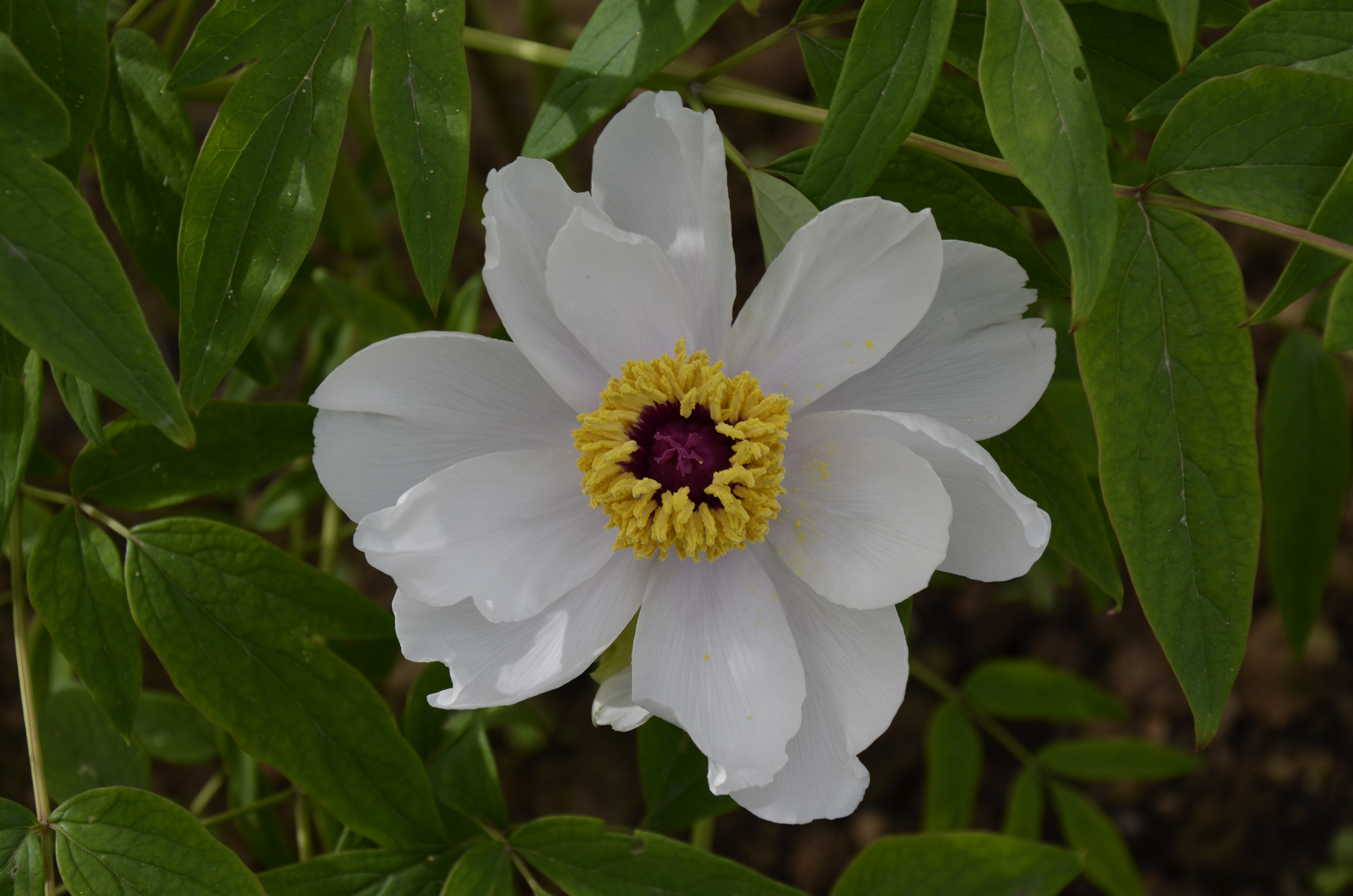 牡丹,熟悉而陌生——“花王”的前世今生,带你重新认识牡丹