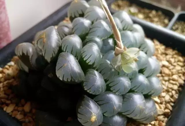 多肉花剑是个宝,多肉花剑可以干什么