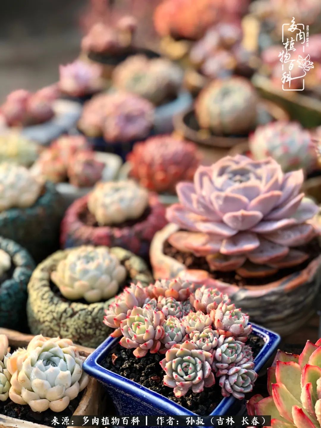与多肉一起成长,与多肉相伴