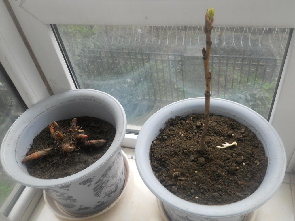 牡丹花籽怎么种才能长出好苗,种植牡丹怎样施肥视频