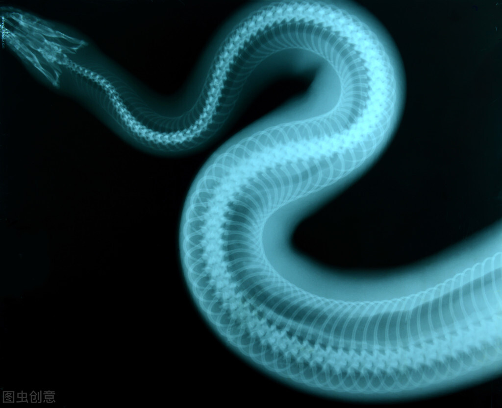 被拍到罕见巨蟒,捕获7米长巨蟒