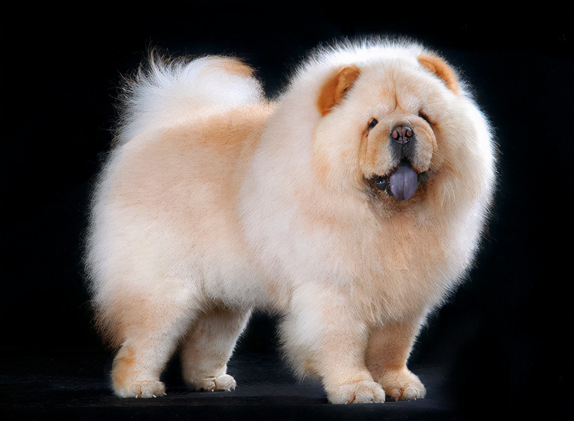 松狮犬适合女生养吗,养松狮犬每月大概花费多少钱