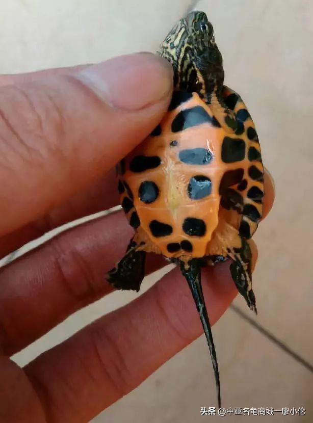 龟市发展史07：被高度爆炒的黑颈龟为何炒爆了？