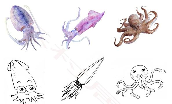 乌贼和章鱼八爪鱼的区别在哪,章鱼八爪鱼鱿鱼墨鱼乌贼怎么区分