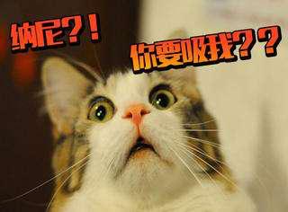 第一次养猫给猫洗澡的注意事项,养猫攻略之如何给猫咪洗澡