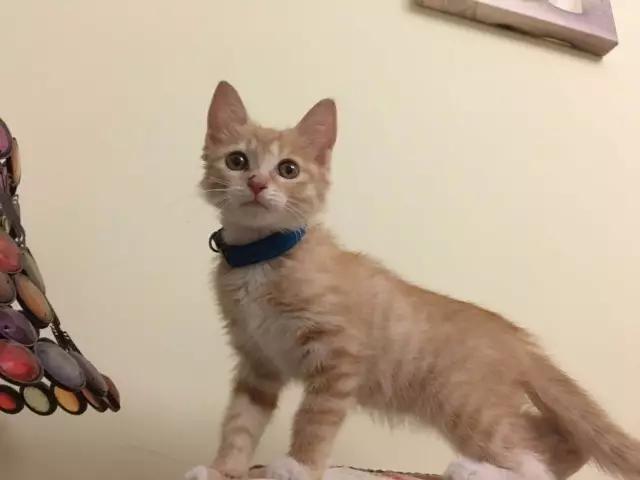 流浪猫被好心人收养结果恩将仇报,流浪猫被救下重获新生