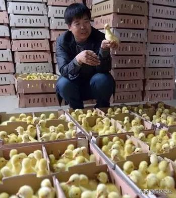 43岁开始创业，怎么靠500亩沙荒地成就一个致富梦？