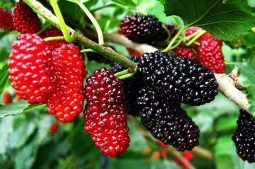 桑叶长期泡水喝的功效,桑叶泡水喝竟有6个好处