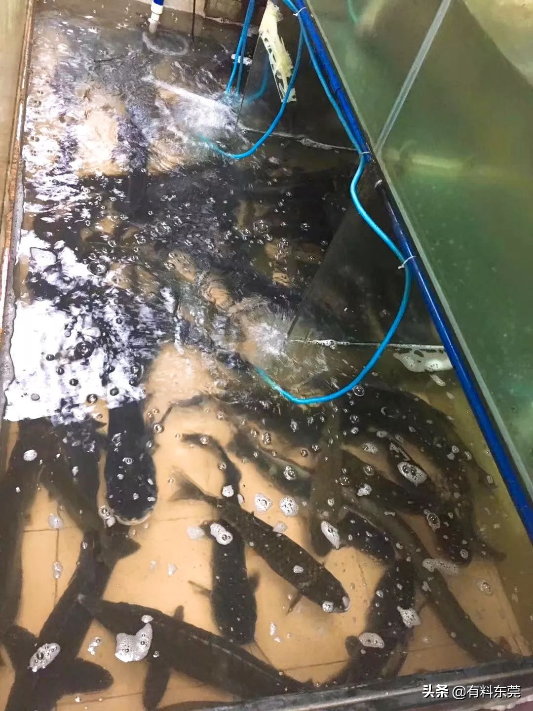 牛鞭牛宝汤优惠团购,牛宝牛鞭汤优惠